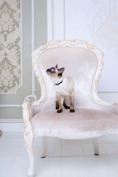 Mekong bobtail adult cat female. Beautiful breed cat Mekongsky Bobtail. pet cat without tail sitting on chic armchair. retro baroque chair in a royal French interior. cat sitting on antique chair.