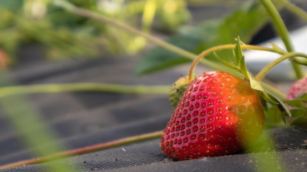 Picking fresh ripe organic big red strawberries outdoors in sunny weather at the plantation. Strawberry field on a fruit farm. A new crop of sweet open strawberries growing outside in the soil