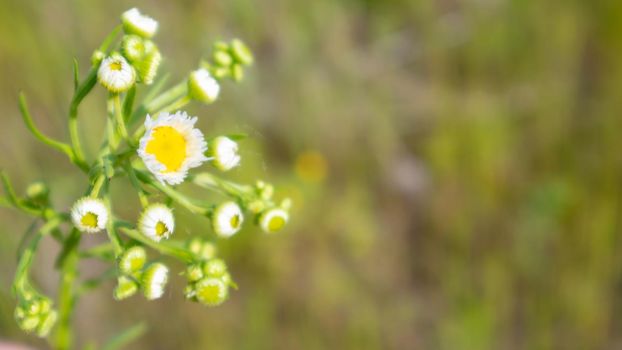Beautiful wildflowers and wild herbs on a green meadow. Warm and sunny summer day. Meadow flowers. Wild summer flowers field. Summer landscape background with beautiful flowers