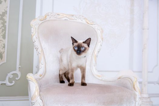 The theme of decoration and jewelry for animals. Beautiful cat woman posing on a vintage chair in baroque interior. Mekogon Bobtail or Thai cat without a tail with a necklace on its neck.