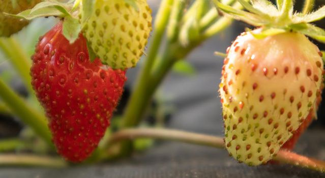 Picking fresh ripe organic big red strawberries outdoors in sunny weather at the plantation. Strawberry field on a fruit farm. A new crop of sweet open strawberries growing outside in the soil