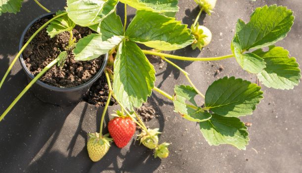 Picking fresh ripe organic big red strawberries outdoors in sunny weather at the plantation. Strawberry field on a fruit farm. A new crop of sweet open strawberries growing outside in the soil
