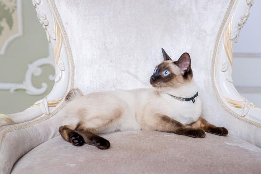 Mekong bobtail adult cat female. Beautiful breed cat Mekongsky Bobtail. pet cat without tail sitting on chic armchair. retro baroque chair in a royal French interior. cat sitting on antique chair.