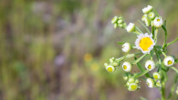 Beautiful wildflowers and wild herbs on a green meadow. Warm and sunny summer day. Meadow flowers. Wild summer flowers field. Summer landscape background with beautiful flowers