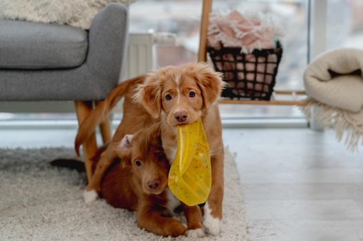 Couple of toller puppies biting broker ball on carpet at home