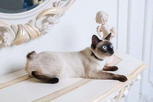 two color cat without tail Mekong Bobtail breed with jewel precious necklace of pearls around neck. Cat And necklace. Blue eyed Female Cat of Breed Mekong Bobtail, Sitting with gems on the neck.