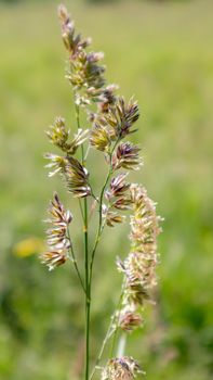 Beautiful wildflowers and wild herbs on a green meadow. Warm and sunny summer day. Meadow flowers. Wild summer flowers field. Summer landscape background with beautiful flowers