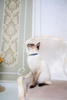 The theme of wealth and luxury. The impudent narcissistic cat of breed Mekong Bobtail poses on a vinage chair in an expensive interior. Thai cat with no tail and jewelry. Decoration on the neck.