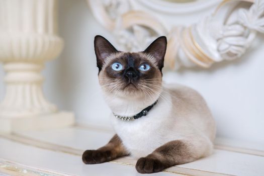 two color cat without tail Mekong Bobtail breed with jewel precious necklace of pearls around neck. Cat And necklace. Blue eyed Female Cat of Breed Mekong Bobtail, Sitting with gems on the neck.