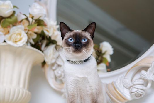 two color cat without tail Mekong Bobtail breed with jewel precious necklace of pearls around neck. Cat And necklace. Blue eyed Female Cat of Breed Mekong Bobtail, Sitting with gems on the neck.