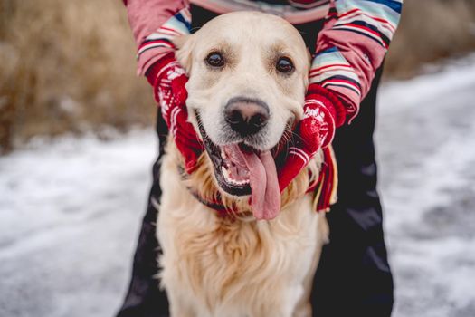 Golden retriever dog with tongue out enjoying girl hands on winter nature background