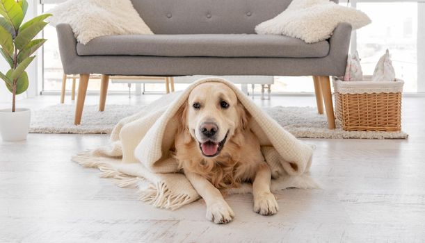 Golden retriever dog covered white blanket lying on the floor in light room