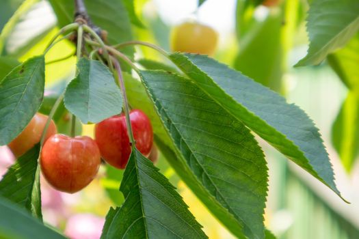 Ripe red and sweet cherry berries hanging from a tree branch before harvest in early summer. A tree with delicious and juicy dark red bird cherry fruits hanging from a tree branch