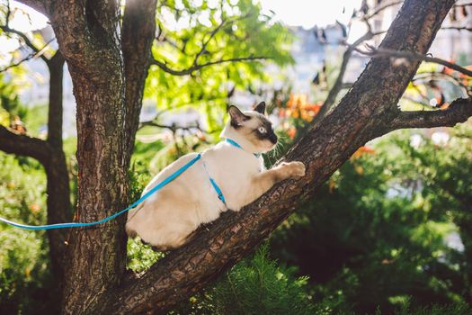 Cat climbing tree. cat hunts on tree. adorable cat portrait stay on tree branch. purebred shorthair cat without tail. Mekong Bobtail sitting on tree. animal hencat on branch in natural conditions.