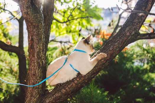 Cat climbing tree. cat hunts on tree. adorable cat portrait stay on tree branch. purebred shorthair cat without tail. Mekong Bobtail sitting on tree. animal hencat on branch in natural conditions.