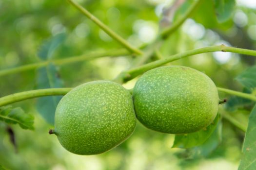 Green young walnuts on the tree. The walnut tree grows waiting to be harvested. Walnut tree close up. Green leaves background
