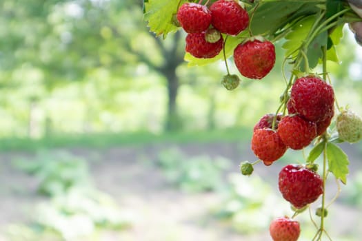 Summer ripe fresh juicy strawberries with leaves in the garden. Copy space. Strawberry field on a fruit farm. Fresh ripe organic strawberries on a berry plantation