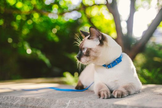 Siamese cat male Mekong Bobtail breed outdoors in a park. The cat walks with a blue leash in the backyard. Safe pet walk theme. domestic cat on a leash outdoor.