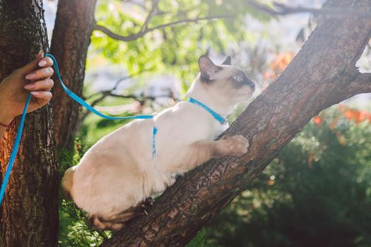 Cat climbing tree. cat hunts on tree. adorable cat portrait stay on tree branch. purebred shorthair cat without tail. Mekong Bobtail sitting on tree. animal hencat on branch in natural conditions.