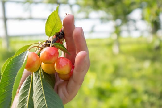 Ripe cherries on a branch with leaves in a female hand. Hands with cherries. Picking cherries and cherries in the garden or on the farm on a warm sunny day