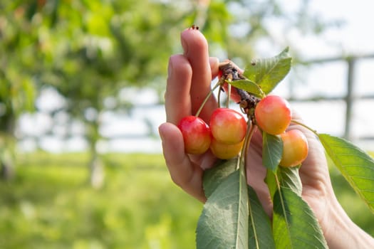 Ripe cherries on a branch with leaves in a female hand. Hands with cherries. Picking cherries and cherries in the garden or on the farm on a warm sunny day