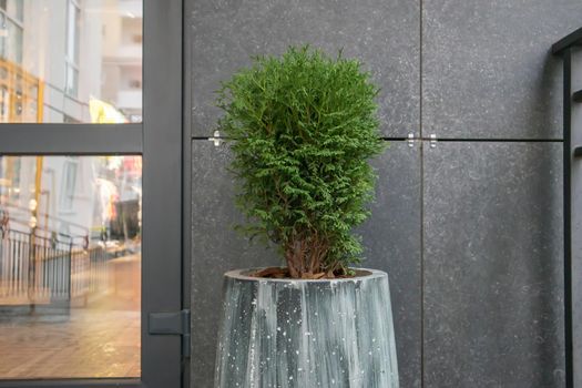 Green small spherical Chinese thuja in a concrete pot near the house at the entrance. Traditional home decorations. Ukraine, Kiev - August 19, 2021