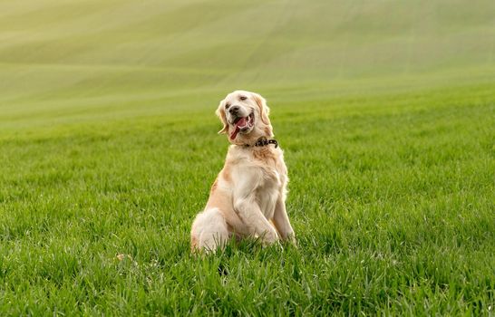 Adorable domestic dog sitting in green field grass