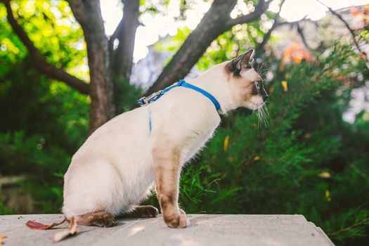 A home cat on a leash in the garden. Blue eyed male Cat of Breed Mekong Bobtail. Beautiful breed cat Mekongsky Bobtail. pet on a leash. The cat walks with a blue leash in the backyard.