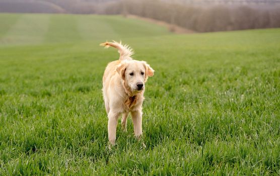 Cute dog standing alone on juicy green field