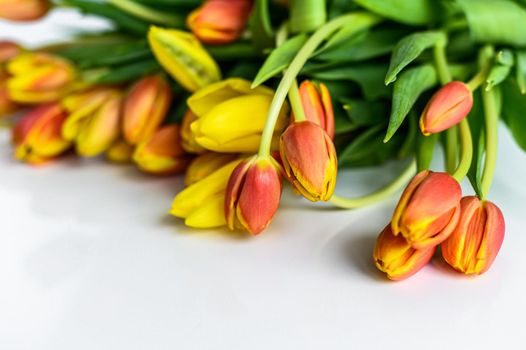 Spring - poster with free text space. yellow, orange and red Tulips. White background. Top view.