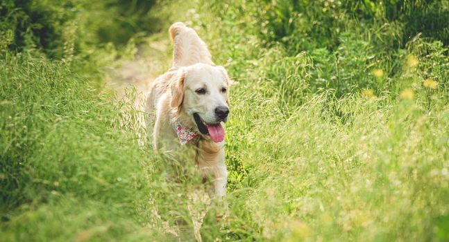 golden retriever running on blooming meadow