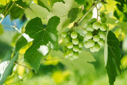 Grapes green leaves plants nature sun summer. High quality photo
