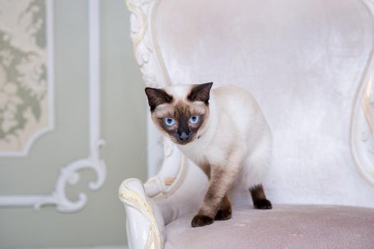 The theme of wealth and luxury. The impudent narcissistic cat of breed Mekong Bobtail poses on a vinage chair in an expensive interior. Thai cat with no tail and jewelry. Decoration on the neck.