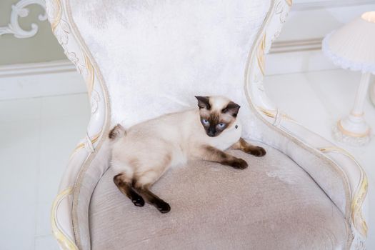 The theme of wealth and luxury. The impudent narcissistic cat of breed Mekong Bobtail poses on a vinage chair in an expensive interior. Thai cat with no tail and jewelry. Decoration on the neck.