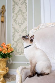 The theme of decoration and jewelry for animals. Beautiful cat woman posing on a vintage chair in baroque interior. Mekogon Bobtail or Thai cat without a tail with a necklace on its neck.