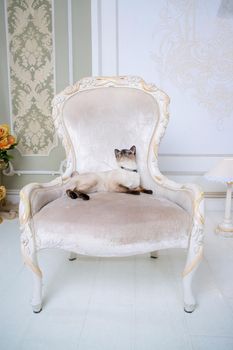 Lovely two-tone cat, Mekong Bobtail breed, posing on an expensive vintage chair in the interior of Provence. Cat and necklace on the neck.