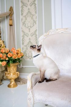 The theme of decoration and jewelry for animals. Beautiful cat woman posing on a vintage chair in baroque interior. Mekogon Bobtail or Thai cat without a tail with a necklace on its neck.