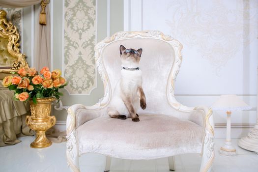 The theme of decoration and jewelry for animals. Beautiful cat woman posing on a vintage chair in baroque interior. Mekogon Bobtail or Thai cat without a tail with a necklace on its neck.