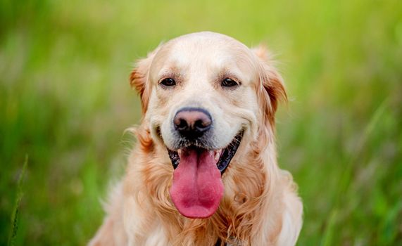 Golden retriever dog looking at the camera during summer walk outdoors. Cute doggy pet labrador sitting in green grass with tonque out