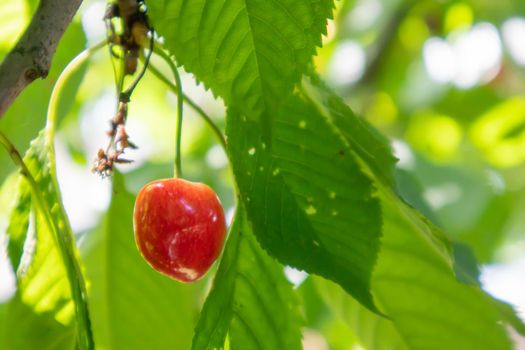 Ripe red and sweet cherry berries hanging from a tree branch before harvest in early summer. A tree with delicious and juicy dark red bird cherry fruits hanging from a tree branch