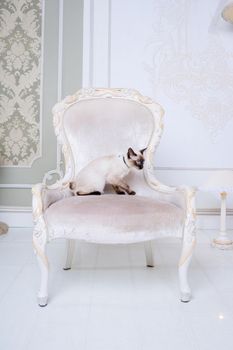 Lovely two-tone cat, Mekong Bobtail breed, posing on an expensive vintage chair in the interior of Provence. Cat and necklace on the neck.