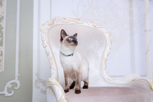 The theme of decoration and jewelry for animals. Beautiful cat woman posing on a vintage chair in baroque interior. Mekogon Bobtail or Thai cat without a tail with a necklace on its neck.