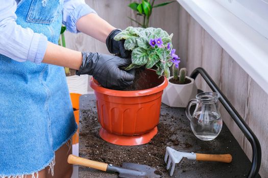 Woman gardener hands transplantion violet in a pot. Concept of home gardening and planting flowers in pot. Potted Saintpaulia violet flowers. Housewife taking care of home plants and flowers