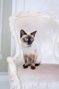 Lovely two-tone cat, Mekong Bobtail breed, posing on an expensive vintage chair in the interior of Provence. Cat and necklace on the neck.