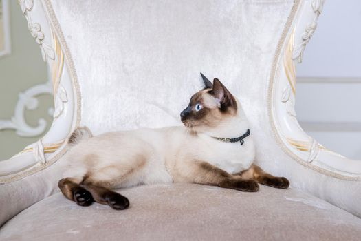 The theme of decoration and jewelry for animals. Beautiful cat woman posing on a vintage chair in baroque interior. Mekogon Bobtail or Thai cat without a tail with a necklace on its neck.