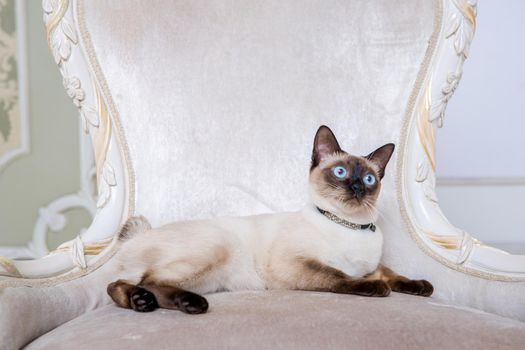 Lovely two-tone cat, Mekong Bobtail breed, posing on an expensive vintage chair in the interior of Provence. Cat and necklace on the neck.