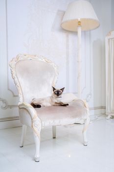 Mekong bobtail adult cat female. Beautiful breed cat Mekongsky Bobtail. pet cat without tail sitting on chic armchair. retro baroque chair in a royal French interior. cat sitting on antique chair.