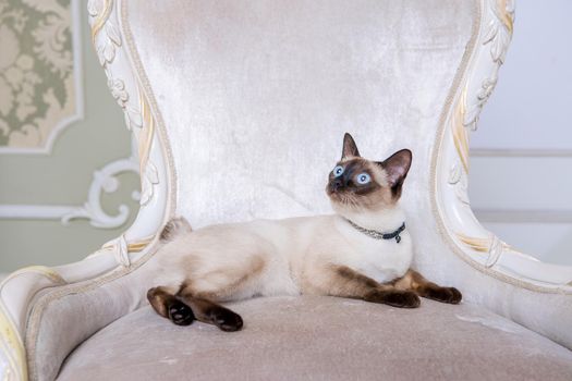 The theme of decoration and jewelry for animals. Beautiful cat woman posing on a vintage chair in baroque interior. Mekogon Bobtail or Thai cat without a tail with a necklace on its neck.