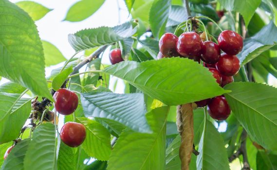 Ripe red and sweet cherry berries hanging from a tree branch before harvest in early summer. A tree with delicious and juicy dark red bird cherry fruits hanging from a tree branch