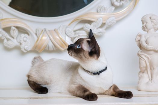 two color cat without tail Mekong Bobtail breed with jewel precious necklace of pearls around neck. Cat And necklace. Blue eyed Female Cat of Breed Mekong Bobtail, Sitting with gems on the neck.